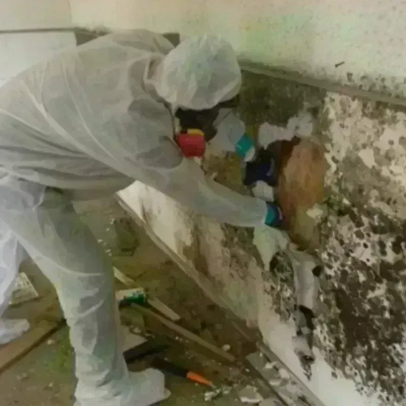 Mold Remediation and Removal in Whitesboro, TX